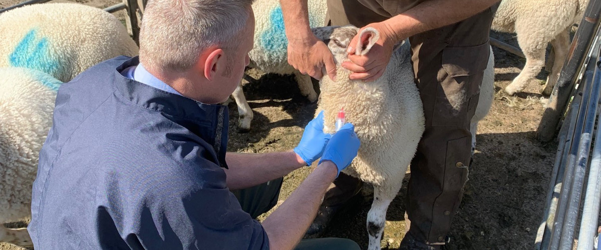 Vet taking a blood sample from a lamb to test for liver fluke