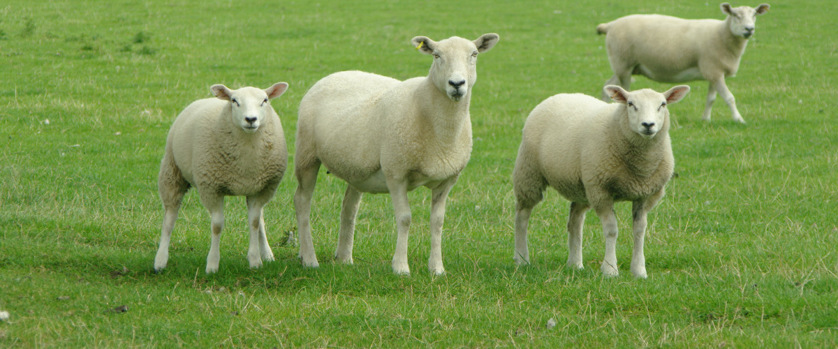 A picture of a healthy ewe and her lambs